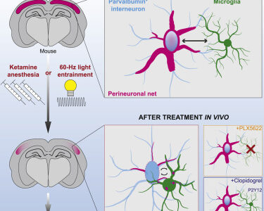 Microglia enable mature perineuronal nets disassembly upon anesthetic ketamine exposure or 60-Hz light entrainment in the healthy brain